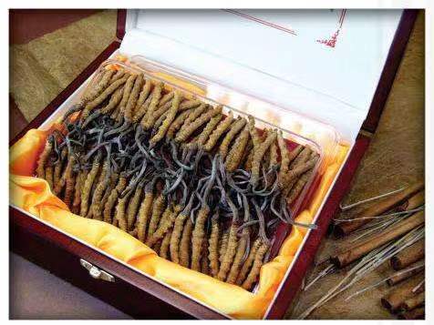 隆子冬虫夏草回收